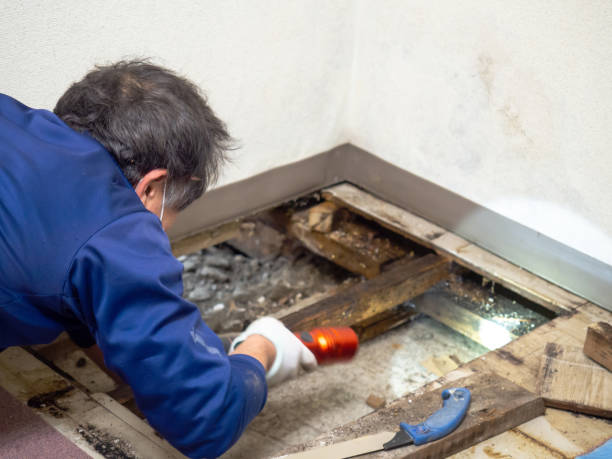 Best Kitchen Mold Remediation in Baltimore, OH