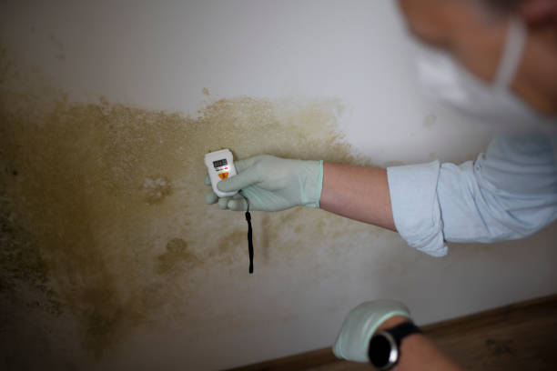 Best Basement Mold Remediation in Baltimore, OH