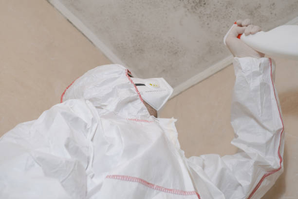 Best DIY Mold Remediation Support Services in Baltimore, OH