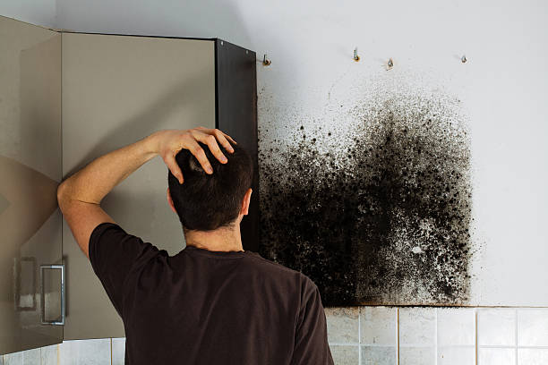 Best Basement Mold Remediation in Baltimore, OH