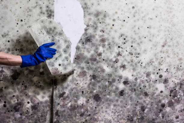 Best Residential Mold Remediation in Baltimore, OH