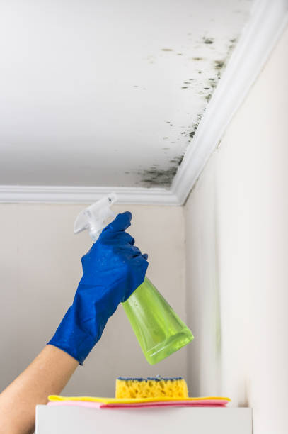 Best Insurance-Related Mold Remediation in Baltimore, OH